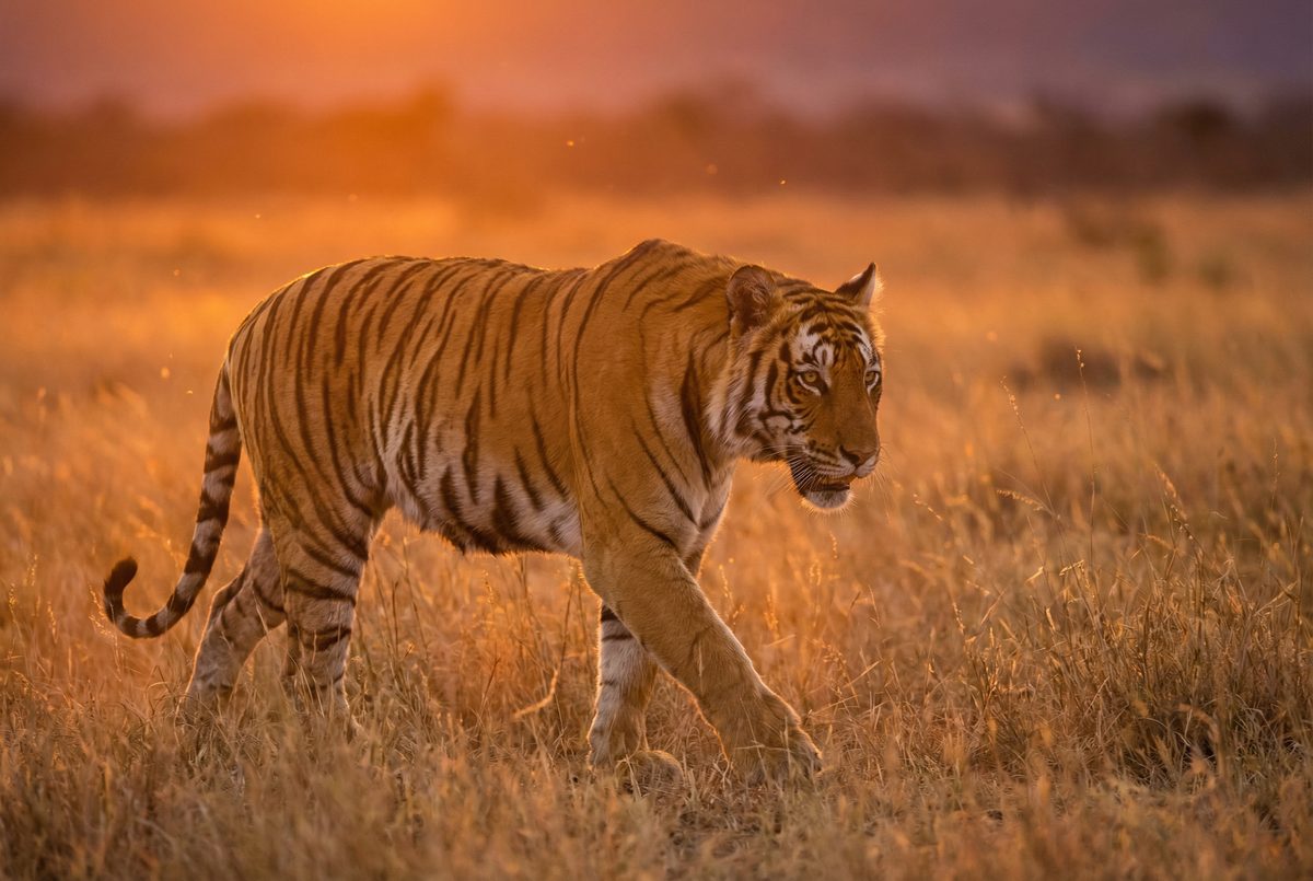 看片动物MV视频 动物写真MV视频演示